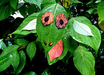 Mutant des broussailles