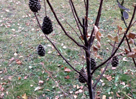 Décoration en pives brindilles