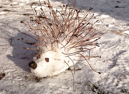 Un hérisson blanc