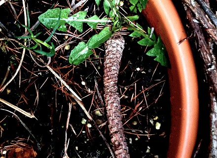 Les tropiques dans un pot